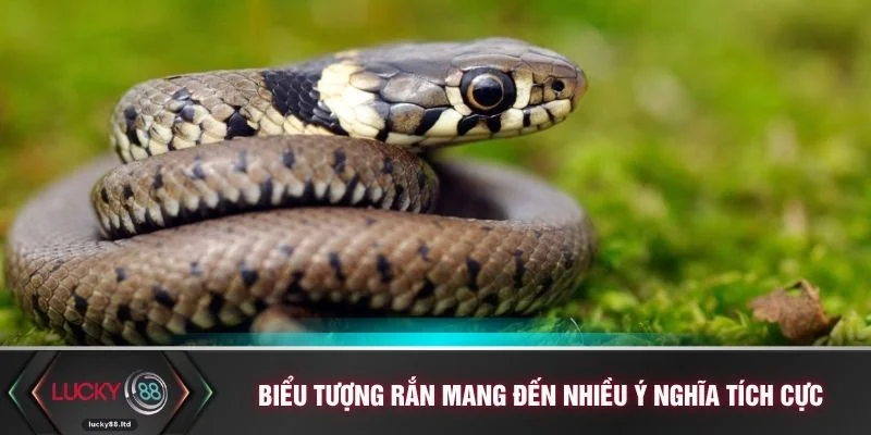 Biểu tượng rắn mang đến nhiều ý nghĩa tích cực