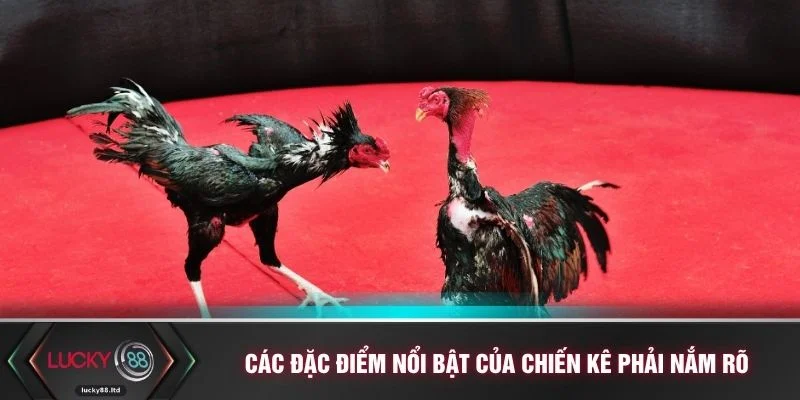 Các đặc điểm nổi bật của chiến kê phải nắm rõ