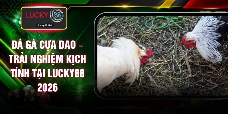 Đá Gà Cựa Dao – Trải Nghiệm Kịch Tính Tại LUCKY88 2026