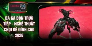 Đá Gà Đòn Trực Tiếp - Nghệ Thuật Chọi Kê Đỉnh Cao 2026