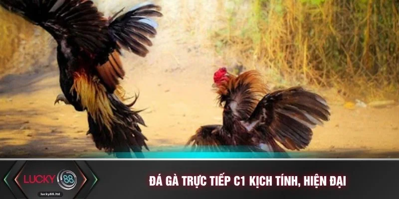 Đá gà trực tiếp C1 kịch tính, hiện đại