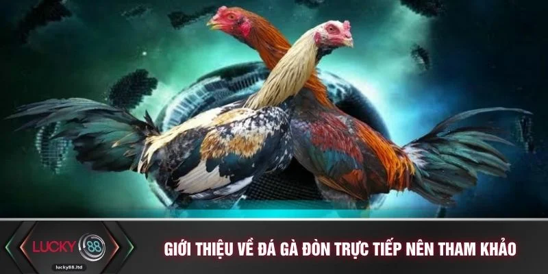 Giới thiệu về đá gà đòn trực tiếp nên tham khảo