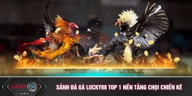 Sảnh đá gà LUCKY88 top 1 nền tảng chọi chiến kê